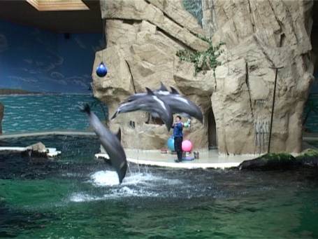 Zoo Duisburg : Im Delphinarium die Delphin-Show